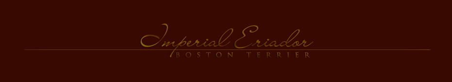 Hodowla boston terrierów i owczarków kaukaskich Imperial Eriador FCI