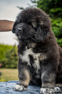 Hodowla owczark�w kaukaskich, kaukazy z Imperial Eriador FCI