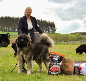Hodowla owczark�w kaukaskich, kaukazy z Imperial Eriador FCI