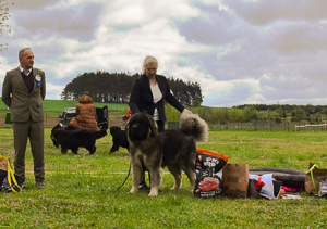 Hodowla owczark�w kaukaskich, kaukazy z Imperial Eriador FCI