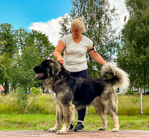 Hodowla owczark�w kaukaskich, kaukazy z Imperial Eriador FCI