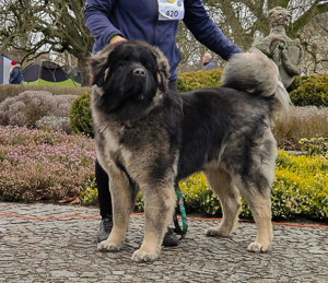 Hodowla owczark�w kaukaskich, kaukazy z Imperial Eriador FCI