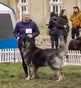 Hodowla owczark�w kaukaskich, kaukazy z Imperial Eriador FCI