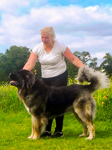 Hodowla owczark�w kaukaskich, kaukazy z Imperial Eriador FCI