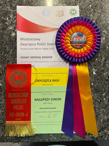 Hodowla owczark�w kaukaskich, kaukazy z Imperial Eriador FCI