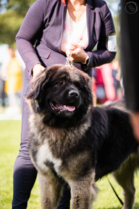 Hodowla owczark�w kaukaskich, kaukazy z Imperial Eriador FCI