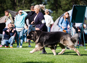 Hodowla owczark�w kaukaskich, kaukazy z Imperial Eriador FCI
