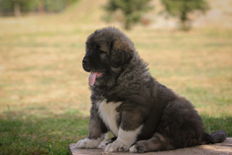 Hodowla owczark�w kaukaskich, kaukazy z Imperial Eriador FCI