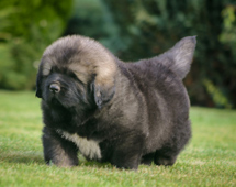 Hodowla owczark�w kaukaskich, kaukazy z Imperial Eriador FCI