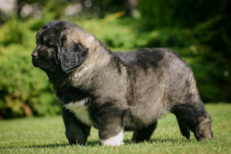 Hodowla owczark�w kaukaskich, kaukazy z Imperial Eriador FCI