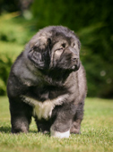 Hodowla owczark�w kaukaskich, kaukazy z Imperial Eriador FCI