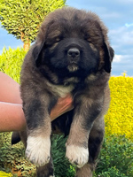 Hodowla owczark�w kaukaskich, kaukazy z Imperial Eriador FCI