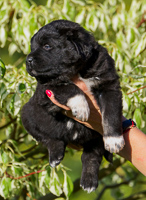 Hodowla owczark�w kaukaskich, kaukazy z Imperial Eriador FCI