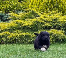 Hodowla owczark�w kaukaskich, kaukazy z Imperial Eriador FCI