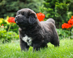 Hodowla owczark�w kaukaskich, kaukazy z Imperial Eriador FCI