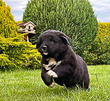 Hodowla owczark�w kaukaskich, kaukazy z Imperial Eriador FCI