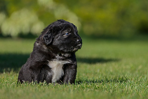 Hodowla owczark�w kaukaskich, kaukazy z Imperial Eriador FCI